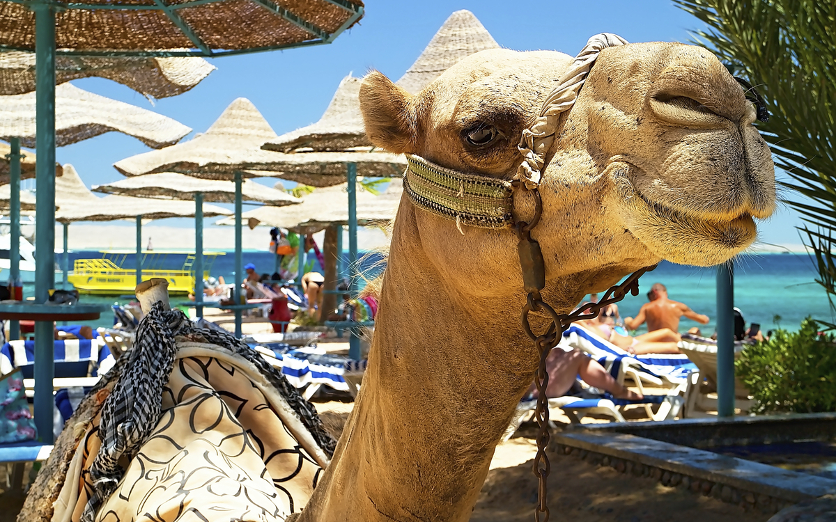 Kamel am Strand von Hurghada, Ägypten