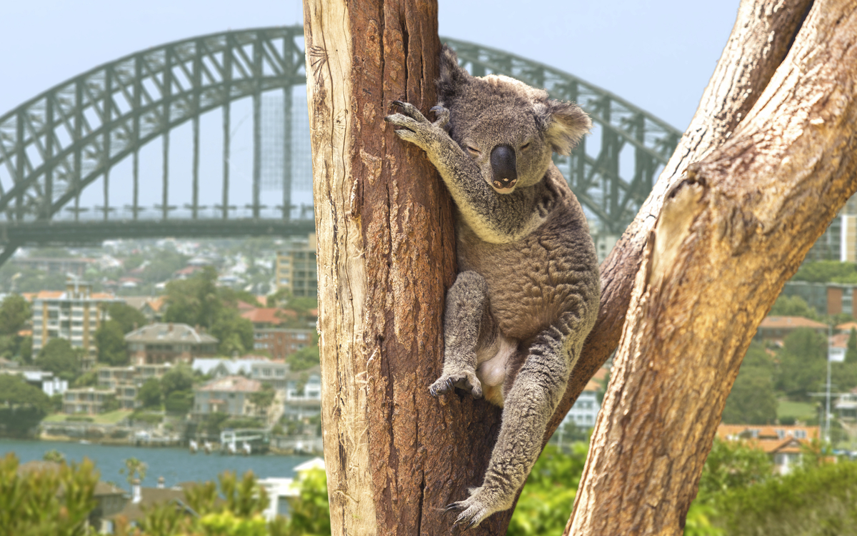 Koala in Sydney, Australien