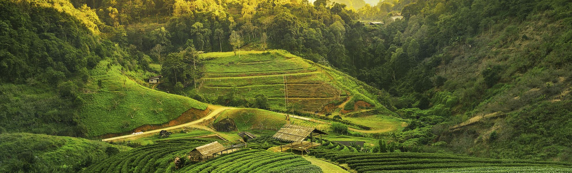 Tee Plantage , Indien