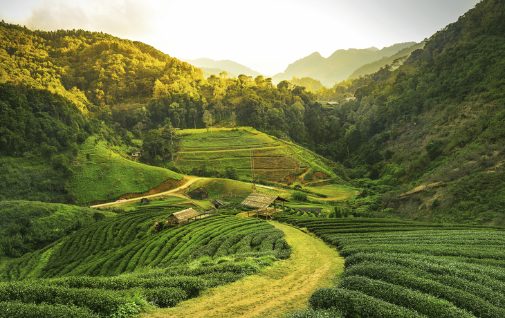 Tee Plantage , Indien