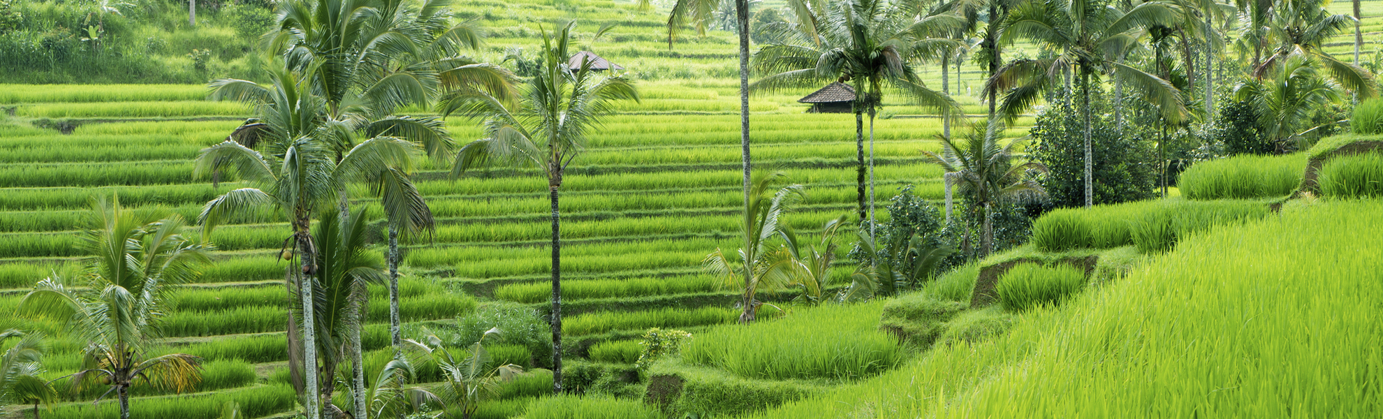 Reisfelder auf Bali, Indonesien