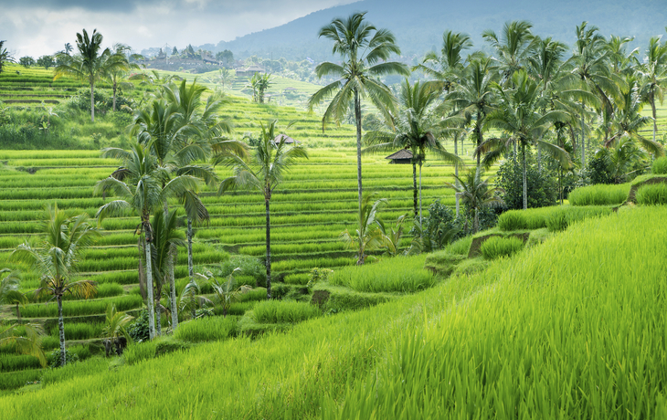 Reisfelder auf Bali, Indonesien