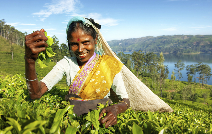 Teepflückerin auf einer Plantage, Sri Lanka