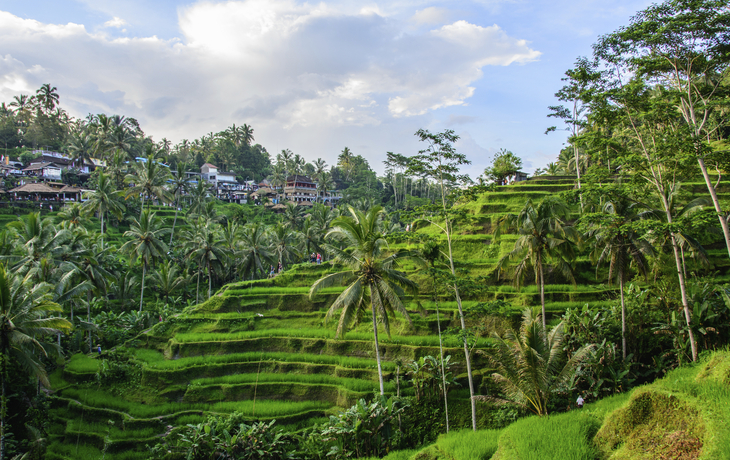Tegallalang Reisterrassen, Bali