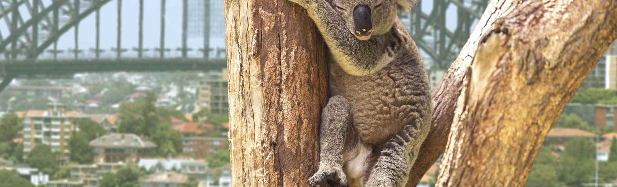 Koala in Sydney, Australien