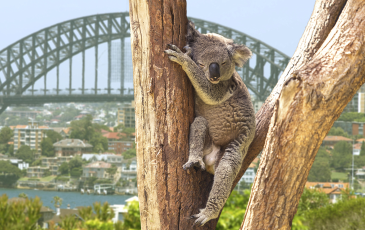 Koala in Sydney, Australien