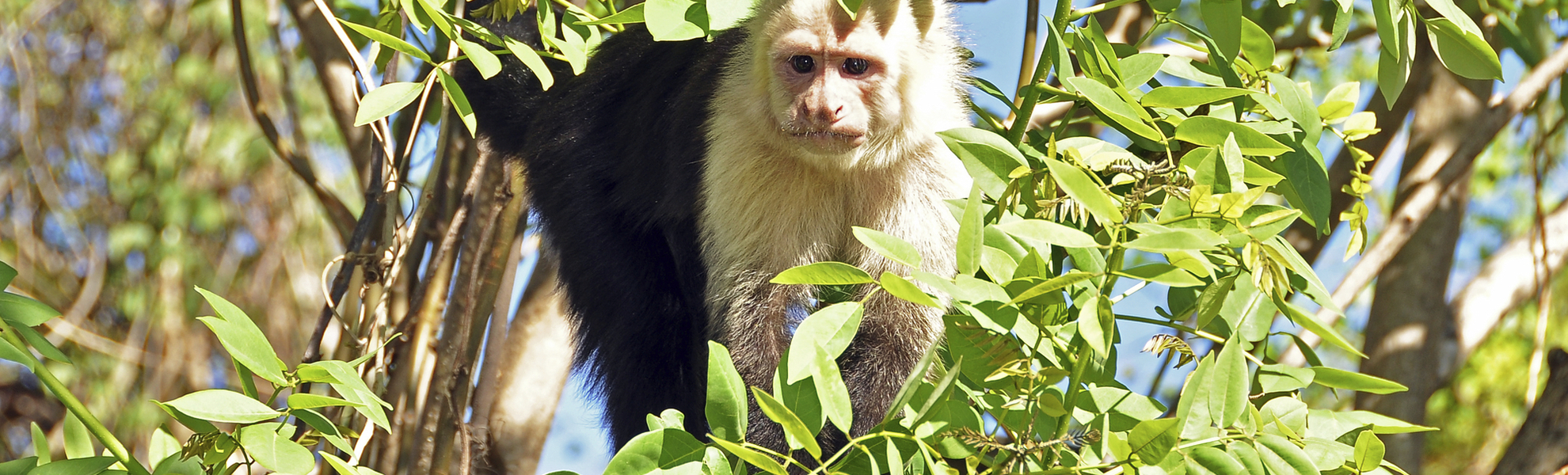 Kapuzineraffe in der Natur