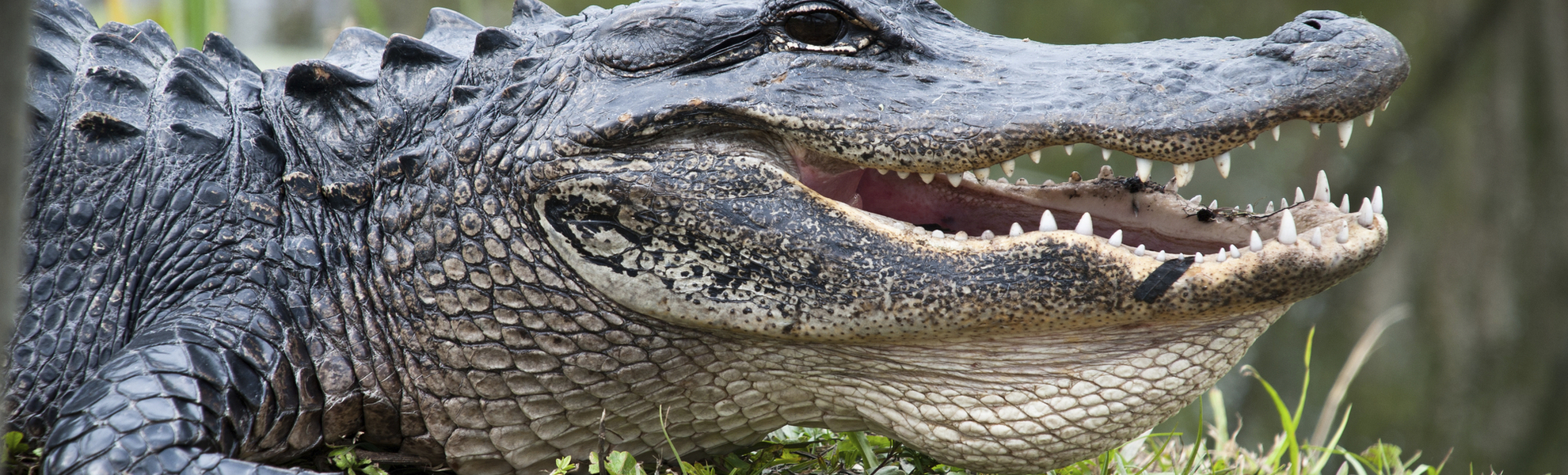 Aligator im Everglades Nationalpark, USA