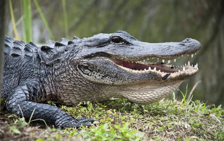 Aligator im Everglades Nationalpark, USA