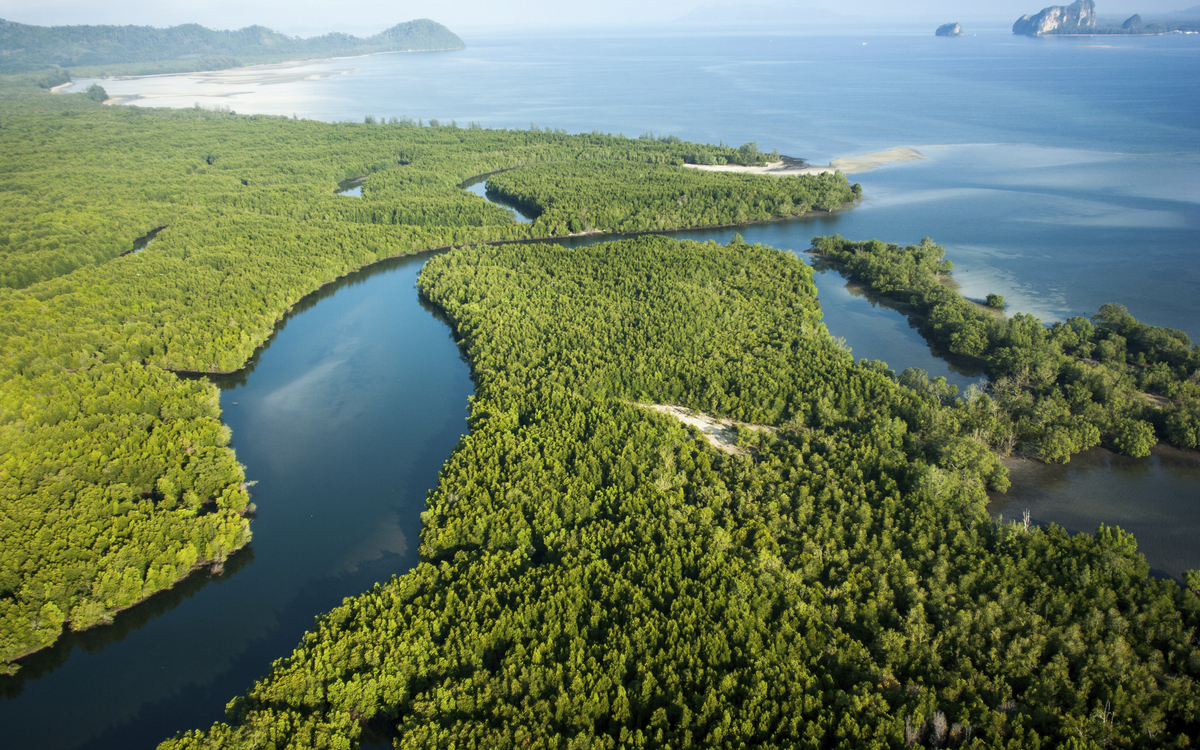 Blick über die Mangrovenwälder von Puntarenas, Costa Rica