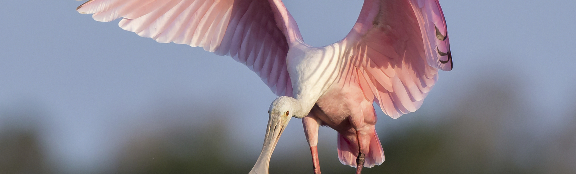 Rosalöffler in den Mangroven in Louisiana, USA