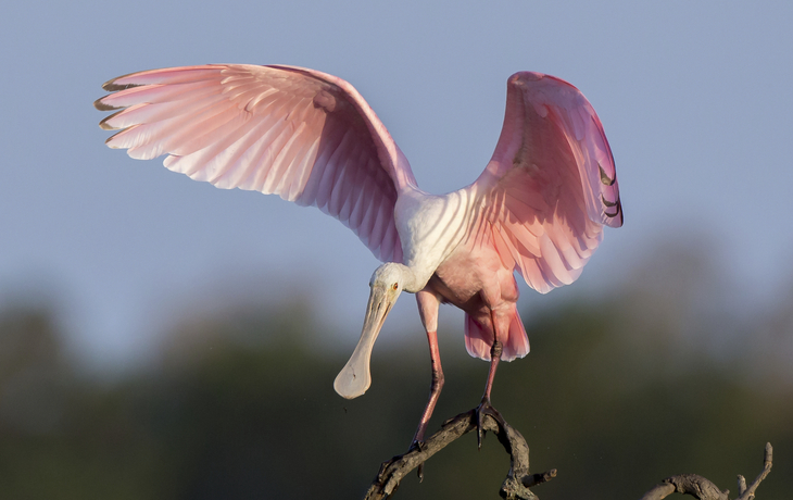 Rosalöffler in den Mangroven in Louisiana, USA