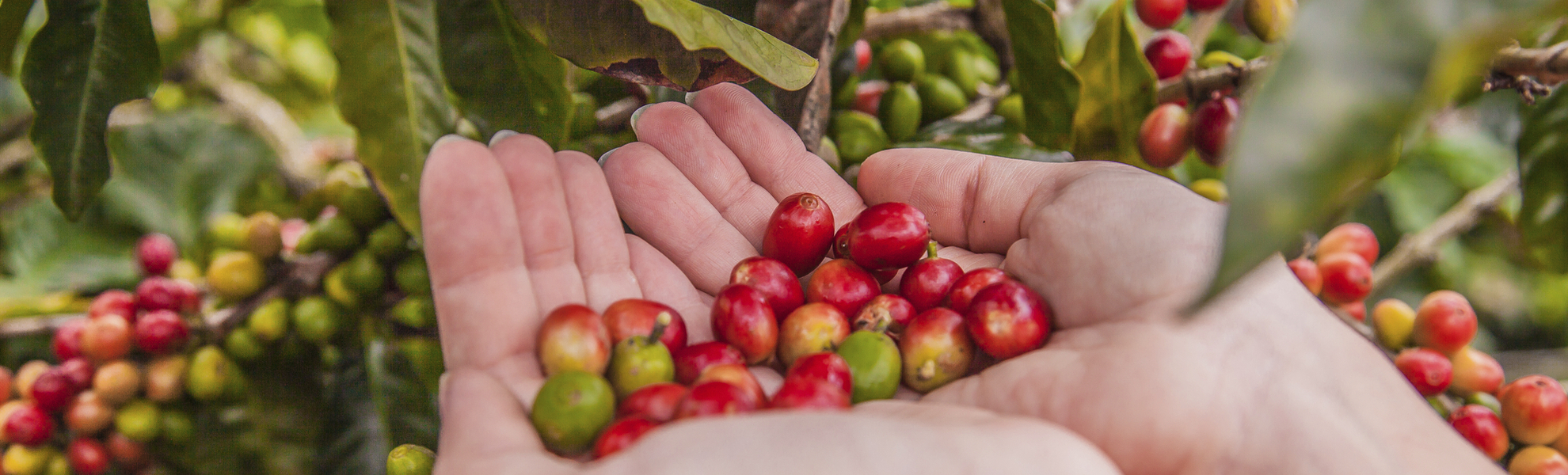 Kaffeestrauch mit Bohnen, Costa Rica