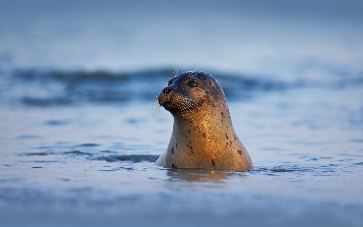 Robbe bei Helgoland, Deutschland