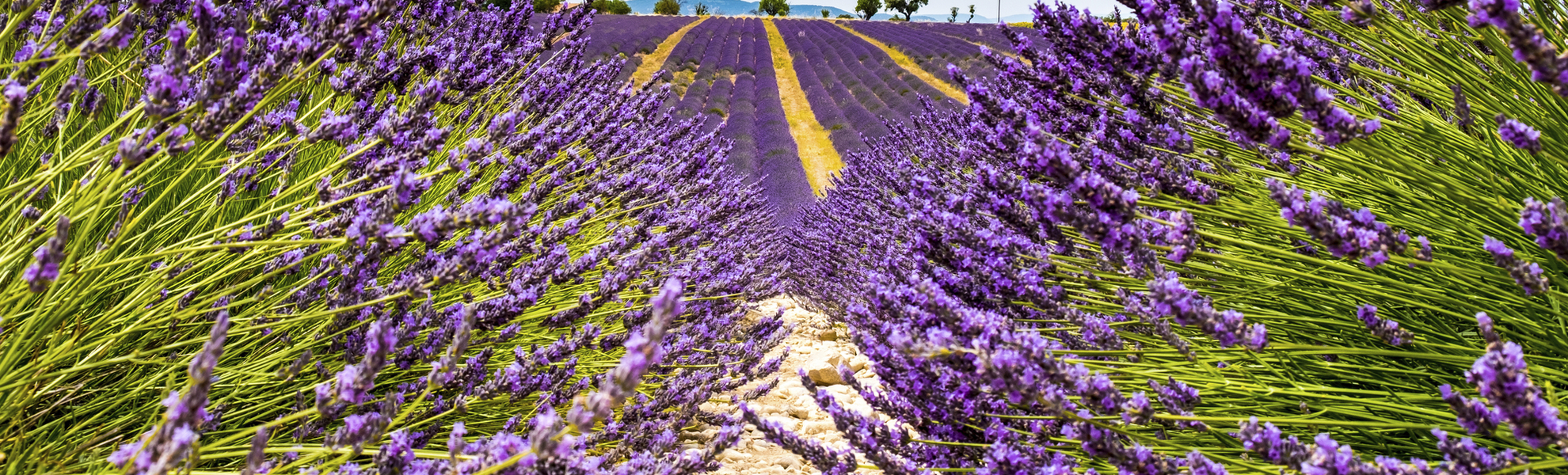 Lavendelfeld in der Provence, Frankreich