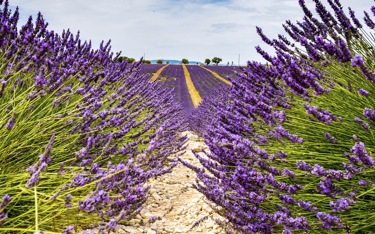 Lavendelfeld in der Provence, Frankreich