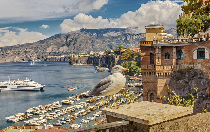 Möwe an der Küste und Hafen von Sorrent, Italien