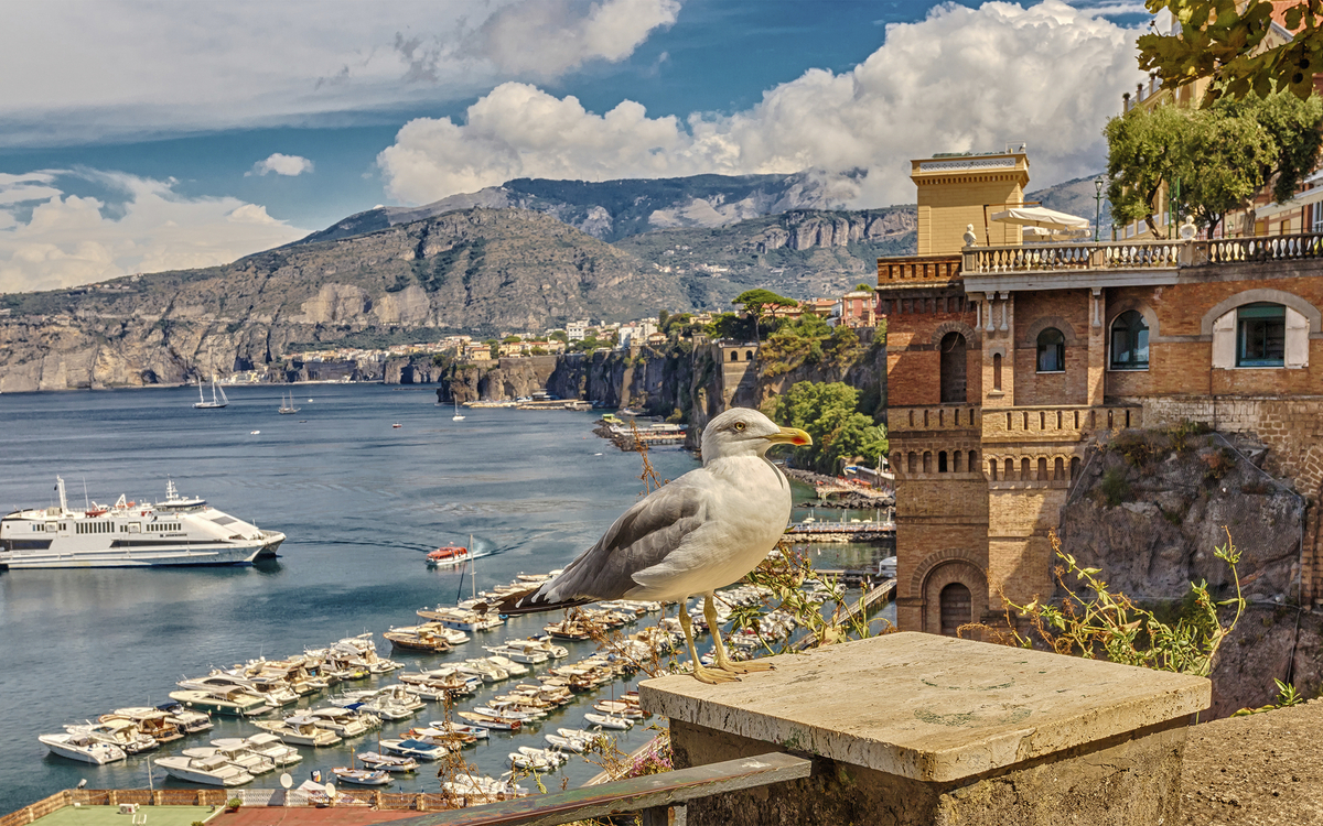 Möwe an der Küste und Hafen von Sorrent, Italien