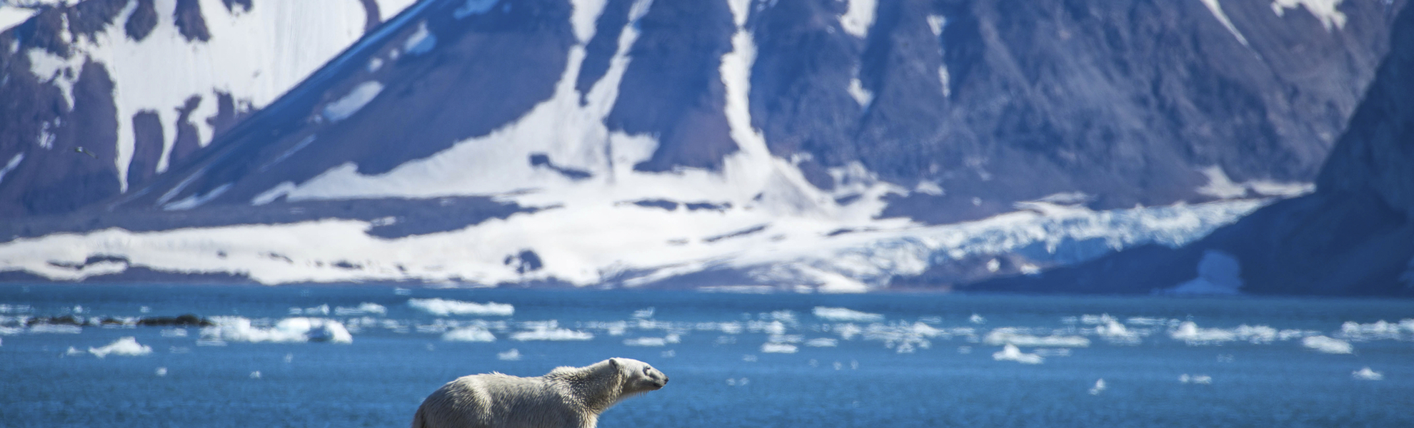 Eisbär in Spitzbergens Landschaft