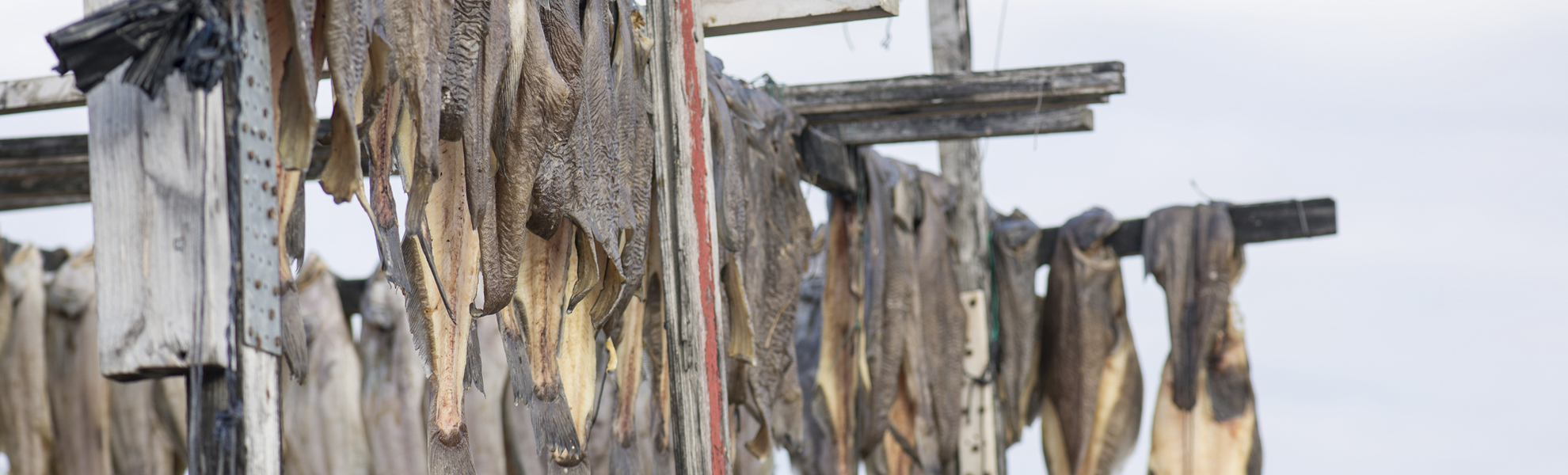 traditionell getrockneter Fisch in Grönland