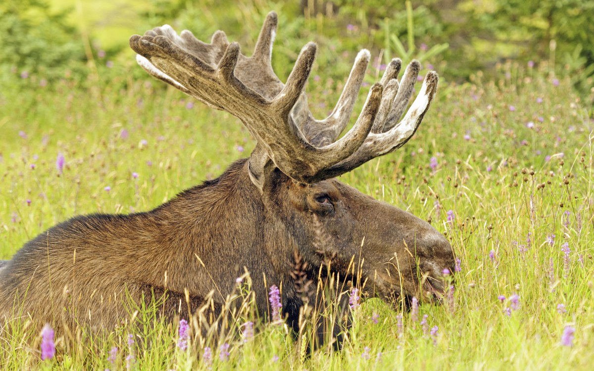 Bonne Bay Gros Morne Nationalpark in Neufundland, Kanada