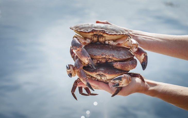 Krabben aus Norwegen