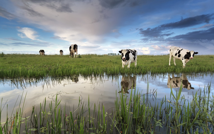 Kühe auf der Weide, Niederlande