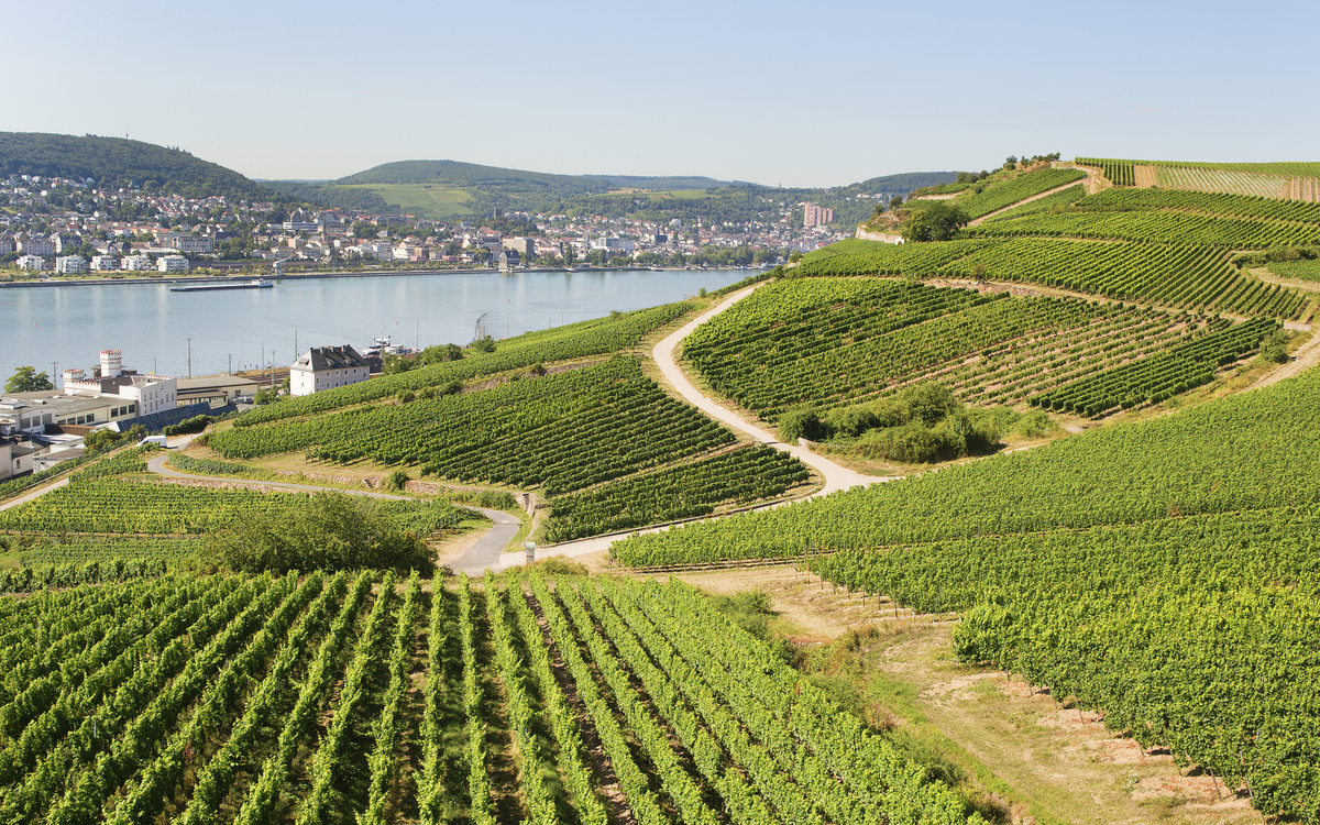 Weinberge in Rüdesheim, Deutschland