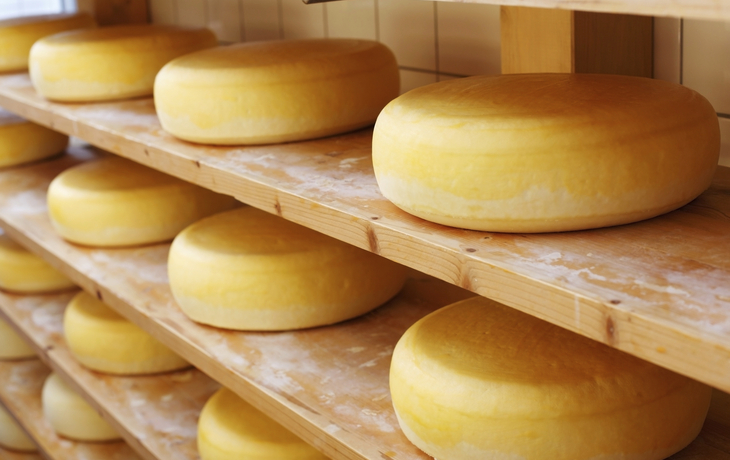 Kaese in der Produktion