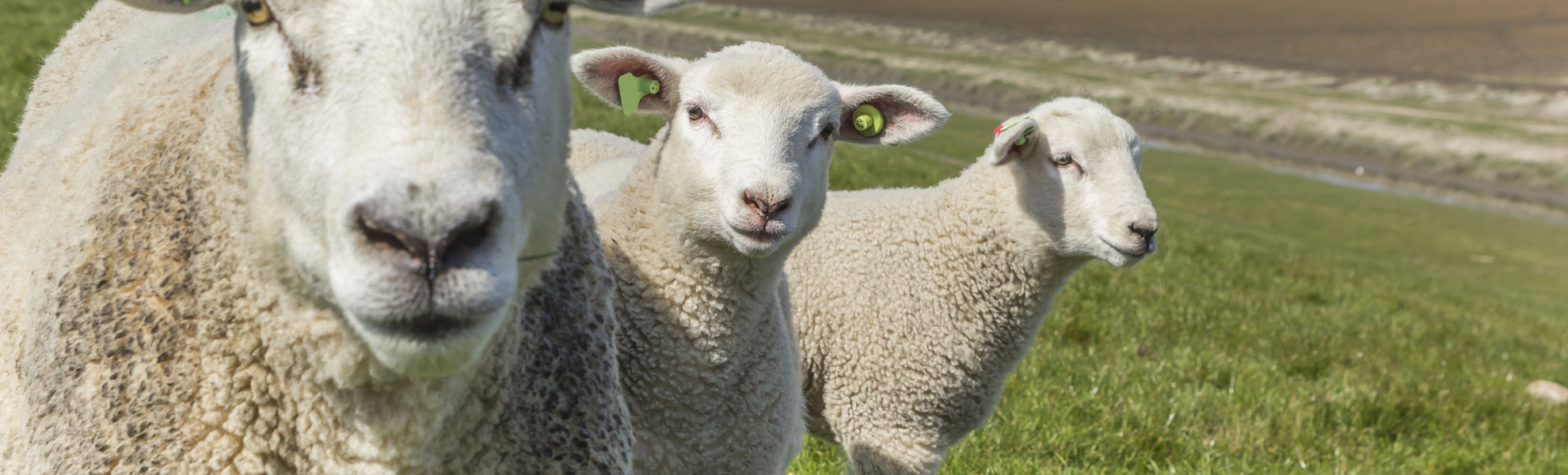 Schafe auf grüner Wiese