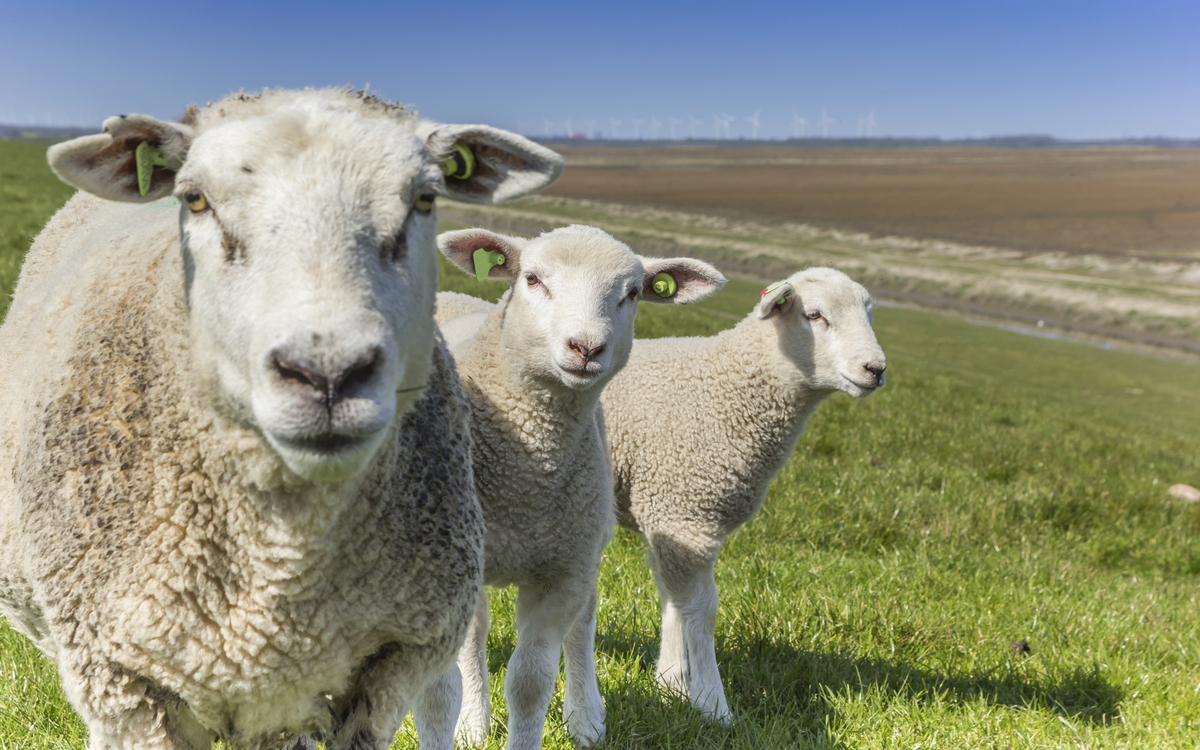 Schafe auf grüner Wiese