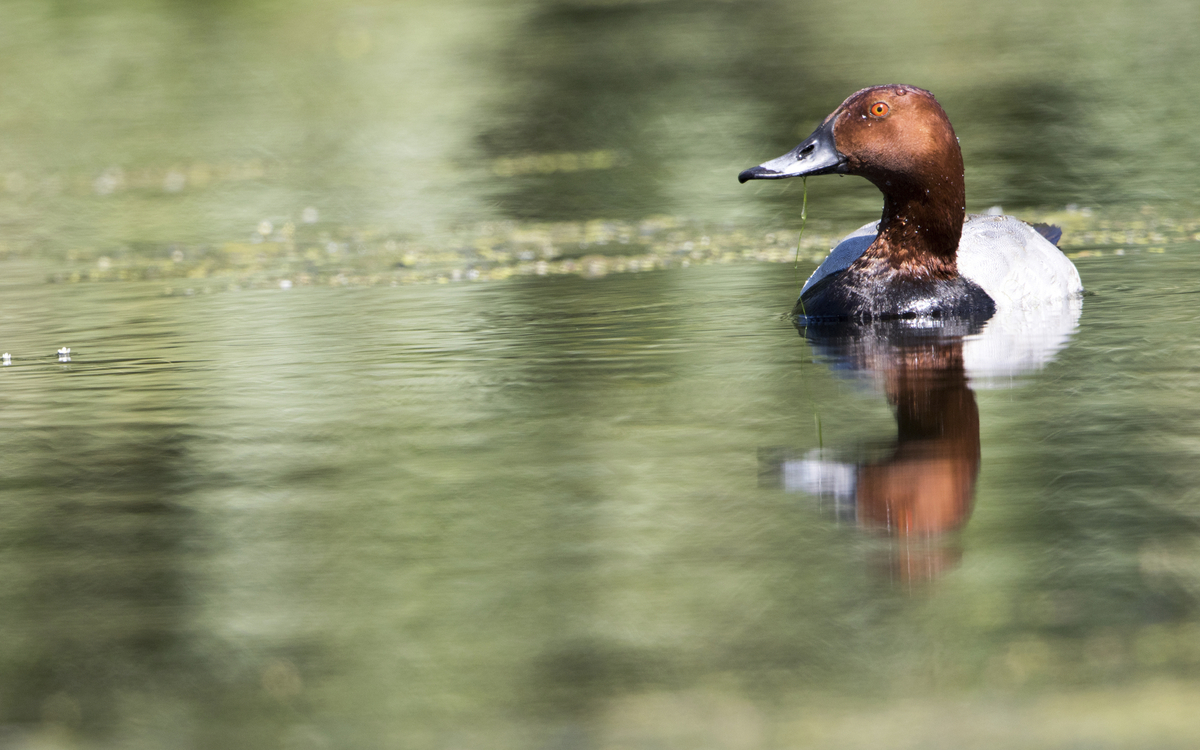 Ente im Donaudelta
