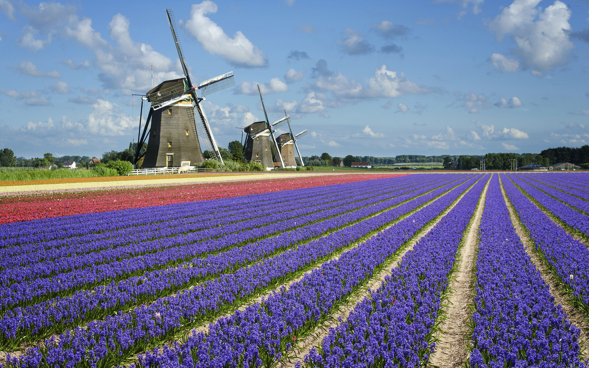 Bunt leuchten die Blumen auf dem Keukenhof, Niederlande
