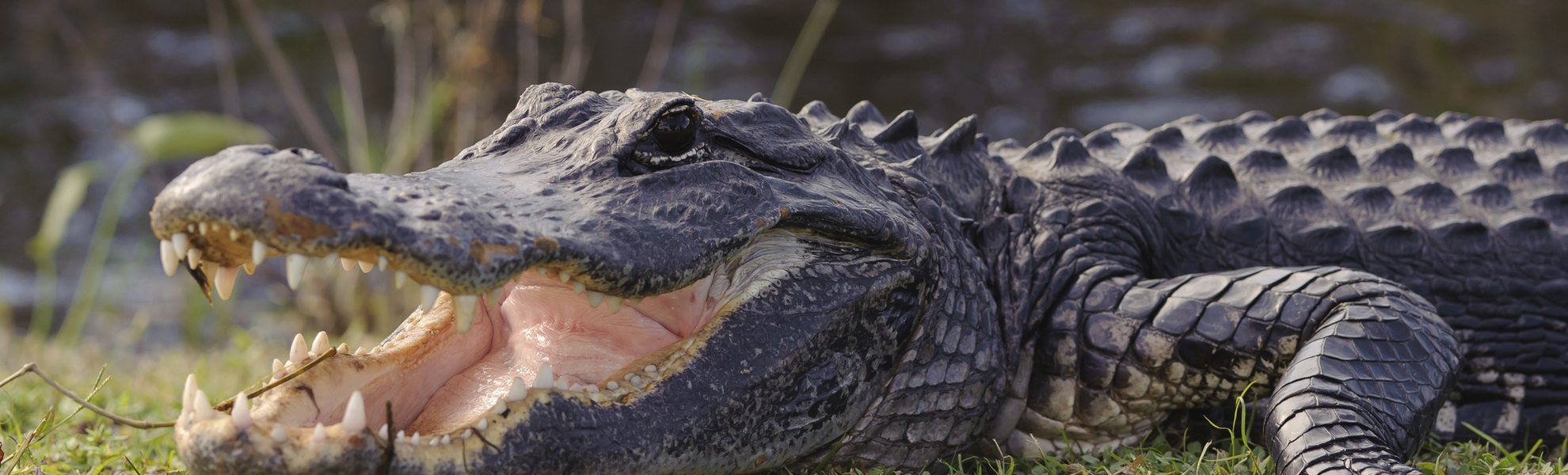 Krokodil im Everglades Nationalpark bei Miami in Florida, USA