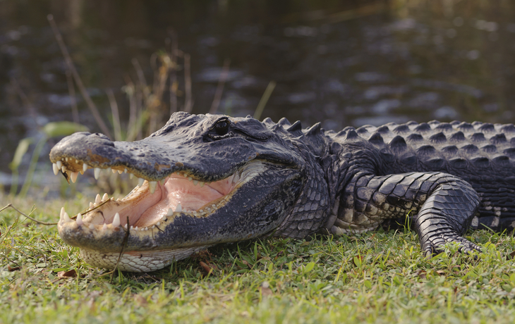Krokodil im Everglades Nationalpark bei Miami in Florida, USA