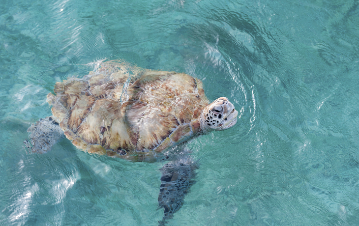 Schildkroete im Gewaesser vor Barbados, Karibik