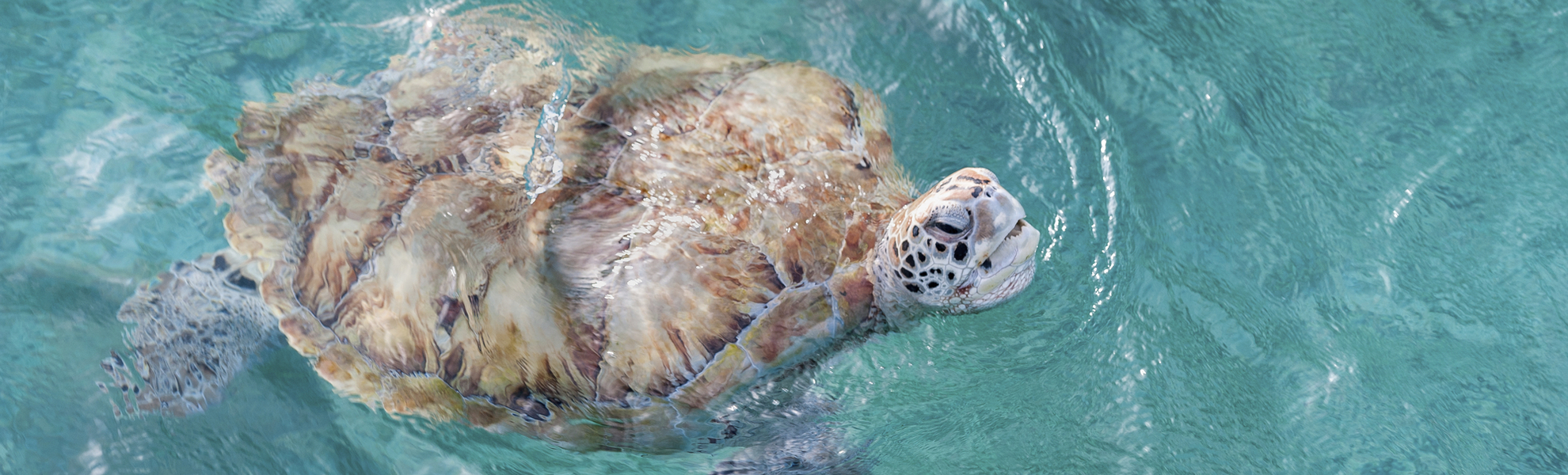 Schildkroete im Gewaesser vor Barbados, Karibik