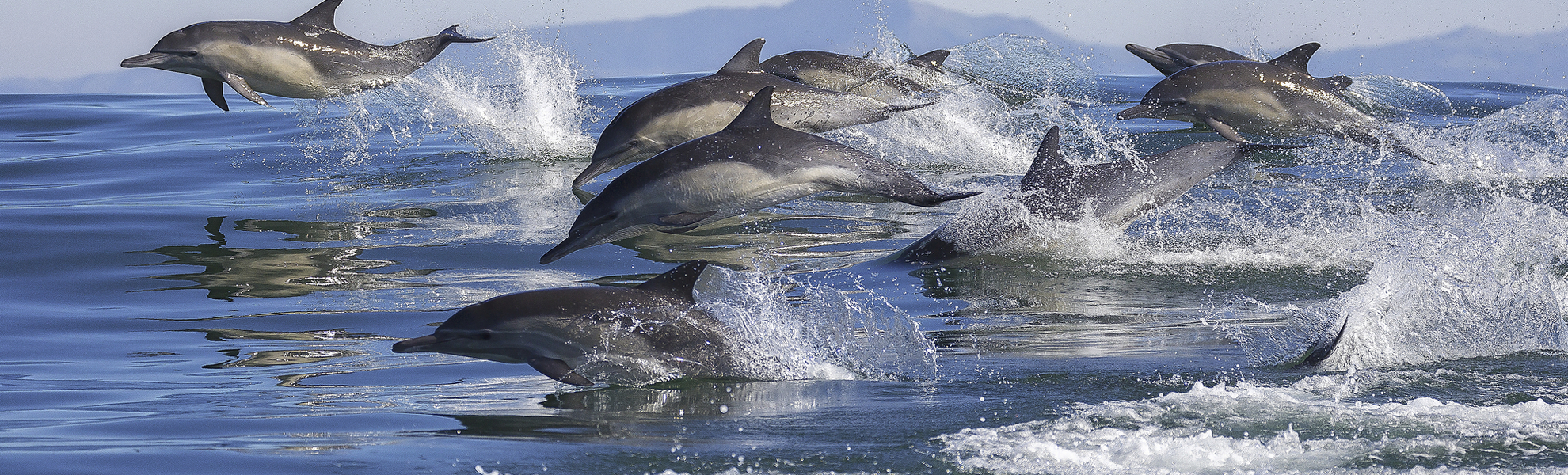 Delphine im Meer von Kalifornien, USA