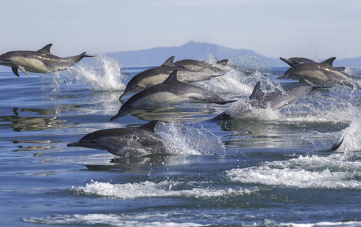 Delphine im Meer von Kalifornien, USA