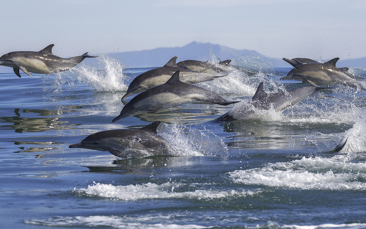 Delphine im Meer von Kalifornien, USA