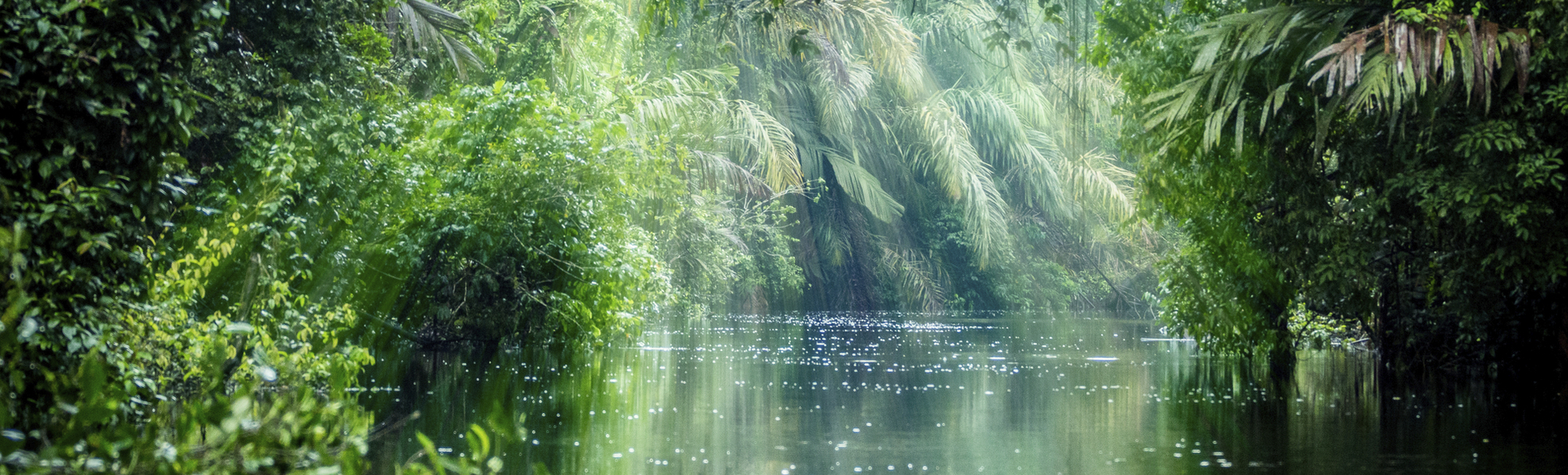 Flusslandschaft der Tortuguero-Kanäle, Costa Rica