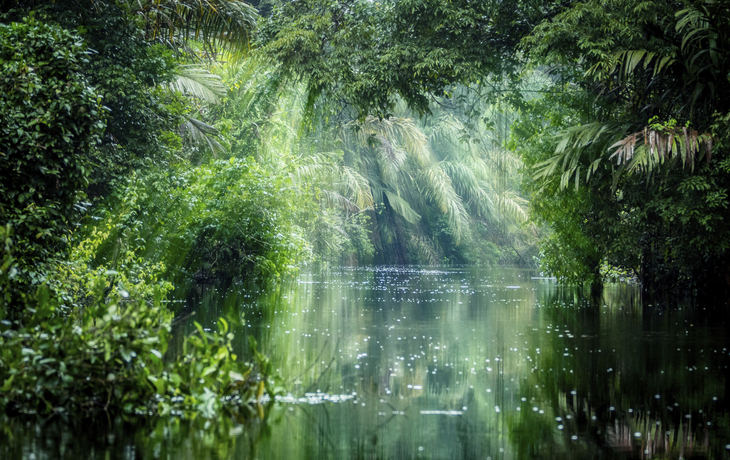 Flusslandschaft der Tortuguero-Kanäle, Costa Rica