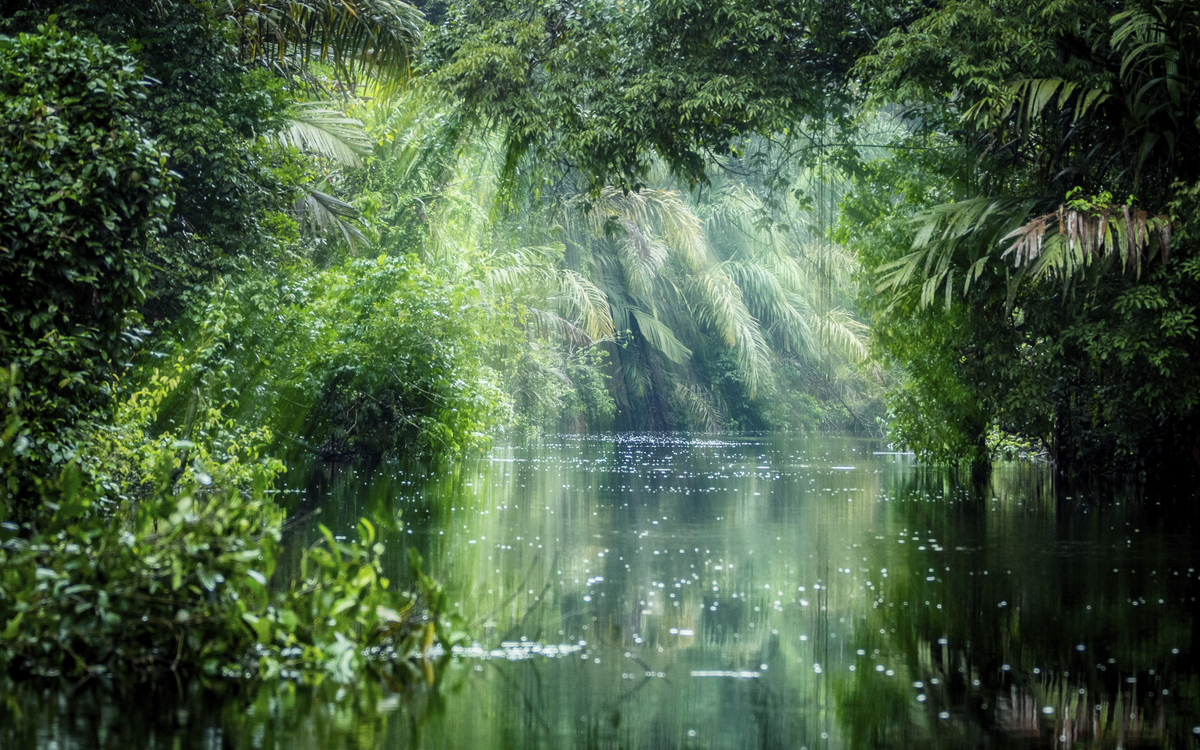Flusslandschaft der Tortuguero-Kanäle, Costa Rica