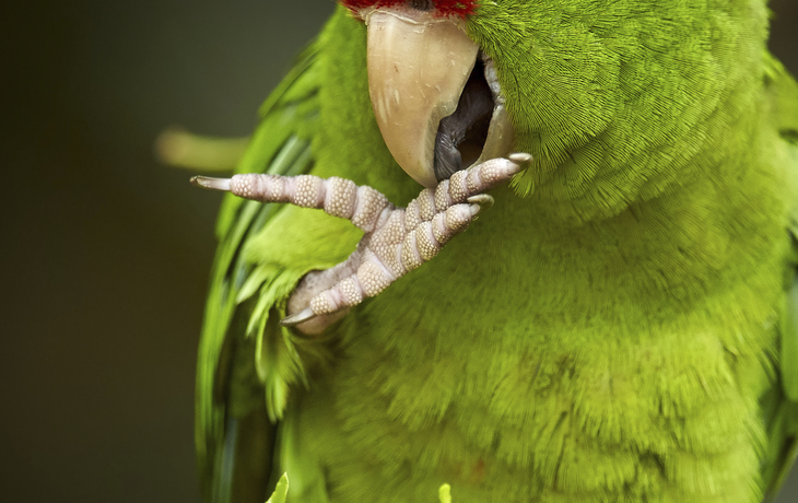 Tayrona Nationalpark in Santa Marta, Kolumbien