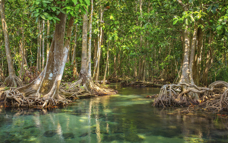 Mangroven im Tropenwald
