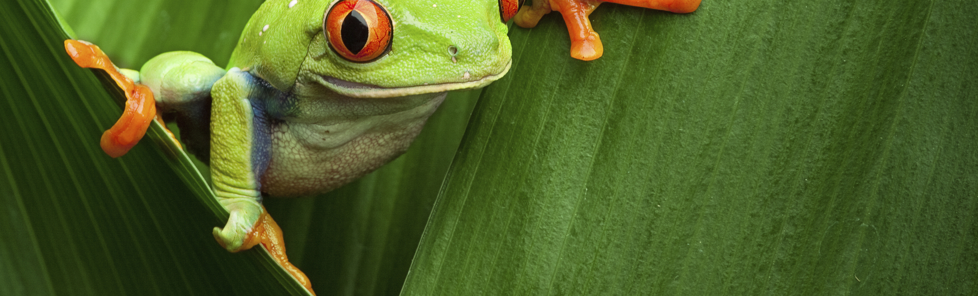 Frosch in Costa Rica