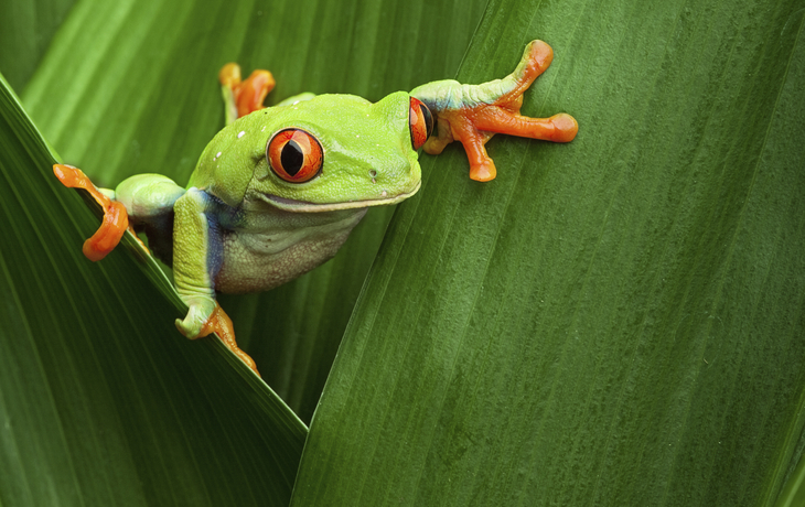 Frosch in Costa Rica