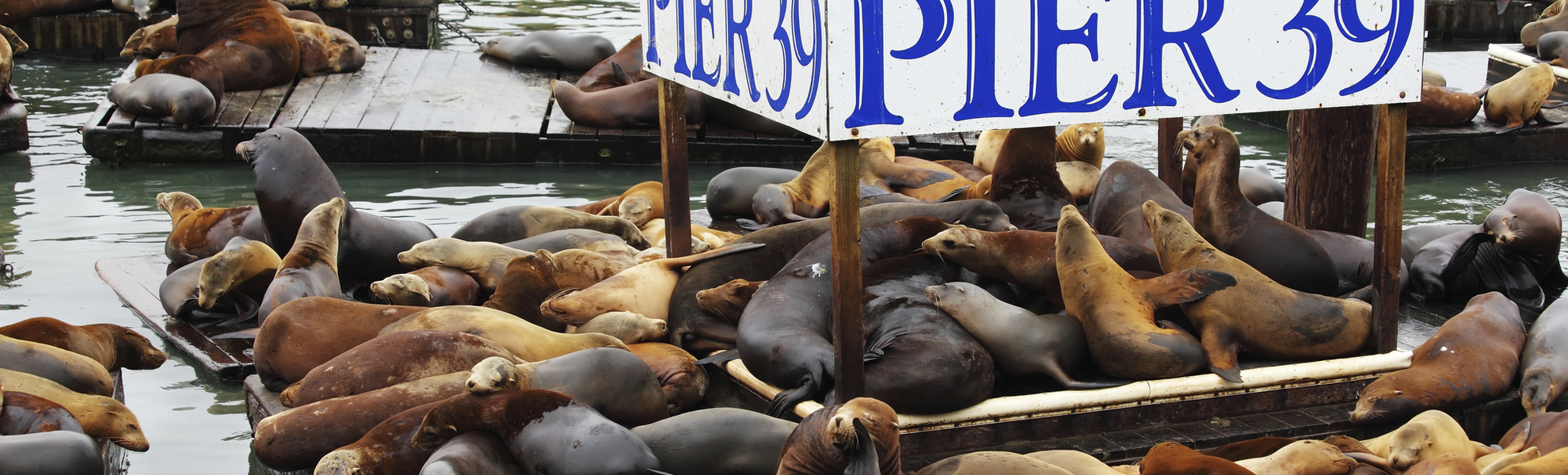 Seelöwen an Pier 39 in San Francisco, USA