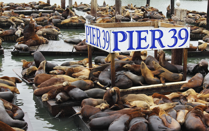 Seelöwen an Pier 39 in San Francisco, USA