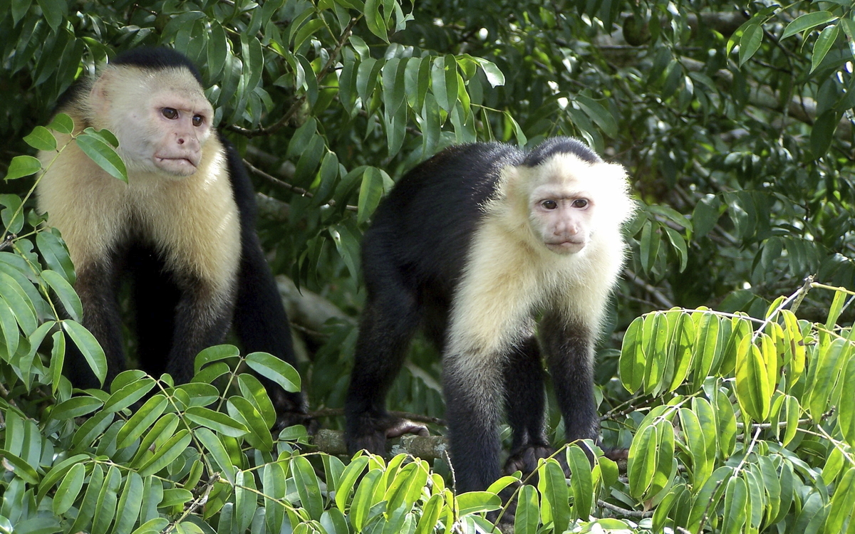Kapuziner-Affen in ihrem natürlichen Lebensraum